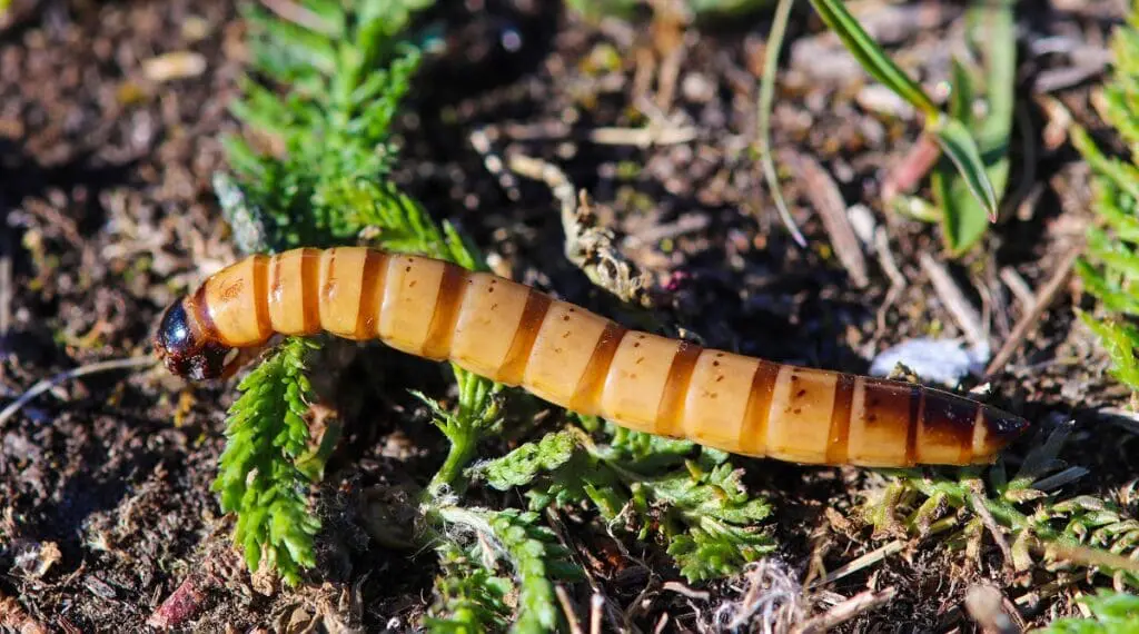 Superčerv – larva potemníka brazilského