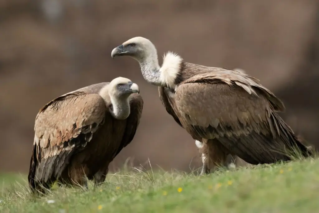 Two Griffon Vultures (Gyps fulvus) captured in their natural habitat, showcasing wildlife beauty.