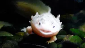Usměvavý mazlíček s temnou minulostí: Axolotl je vtělením aztéckého boha podsvětí
