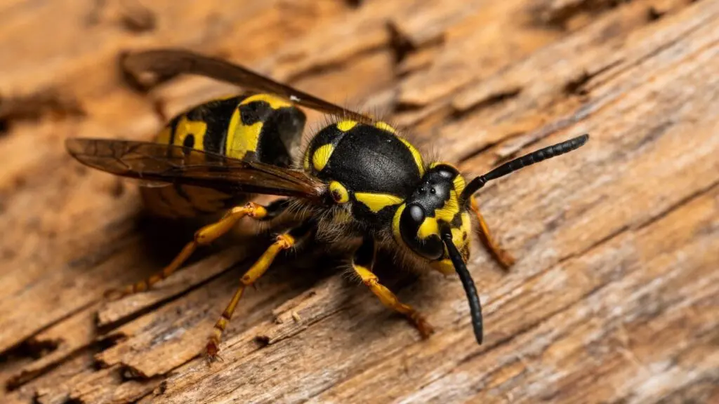 Detailed macro image of a European wasp on wood, highlighting texture and colors.