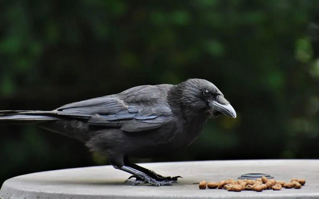 crow, bird, jackdaw, carrion crow, wildlife, animal, looking for food, nature, crow, crow, crow, crow, crow