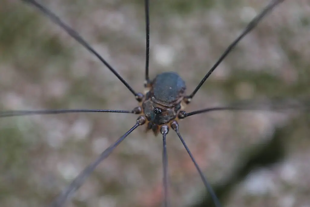 Leiobunum sp. A