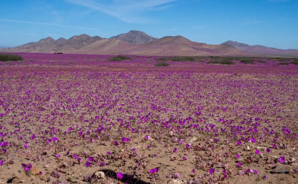 Rozkvetlá poušť Atacama