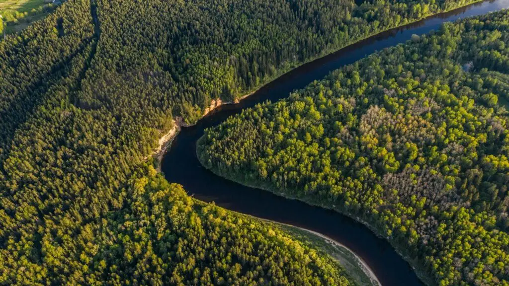 aerial view of green trees and road