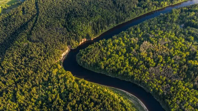aerial view of green trees and road
