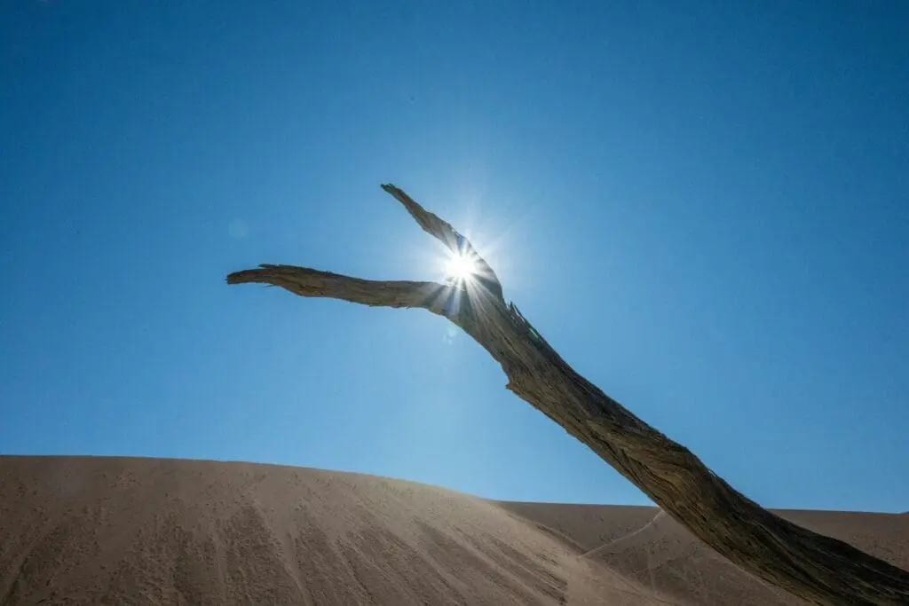 Sun shines through a dead tree branch in desert