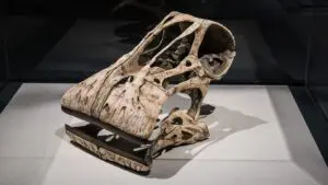 Kam se hrabe T-Rex. Tato druhohorní sekačka na trávu měla 500 zubů, které neustále dorůstaly