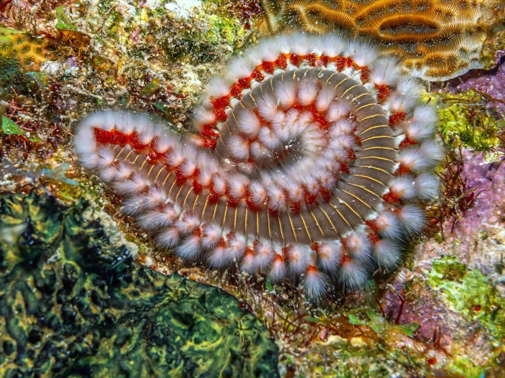 Hermodice carunculata
