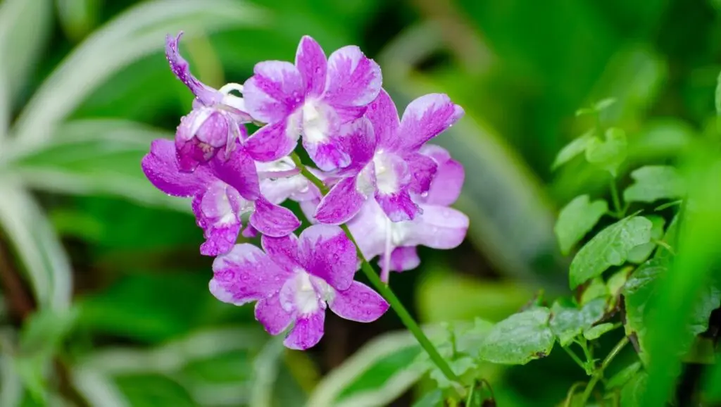 orchidej