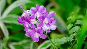 Nechali pole ležet ladem. Za deset let se proměnilo v louku plnou kvetoucích orchidejí