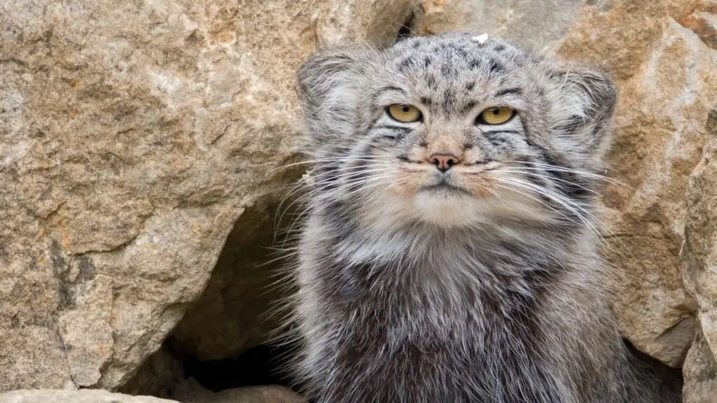 Manul
