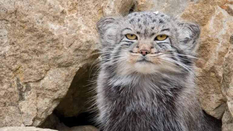 Manul