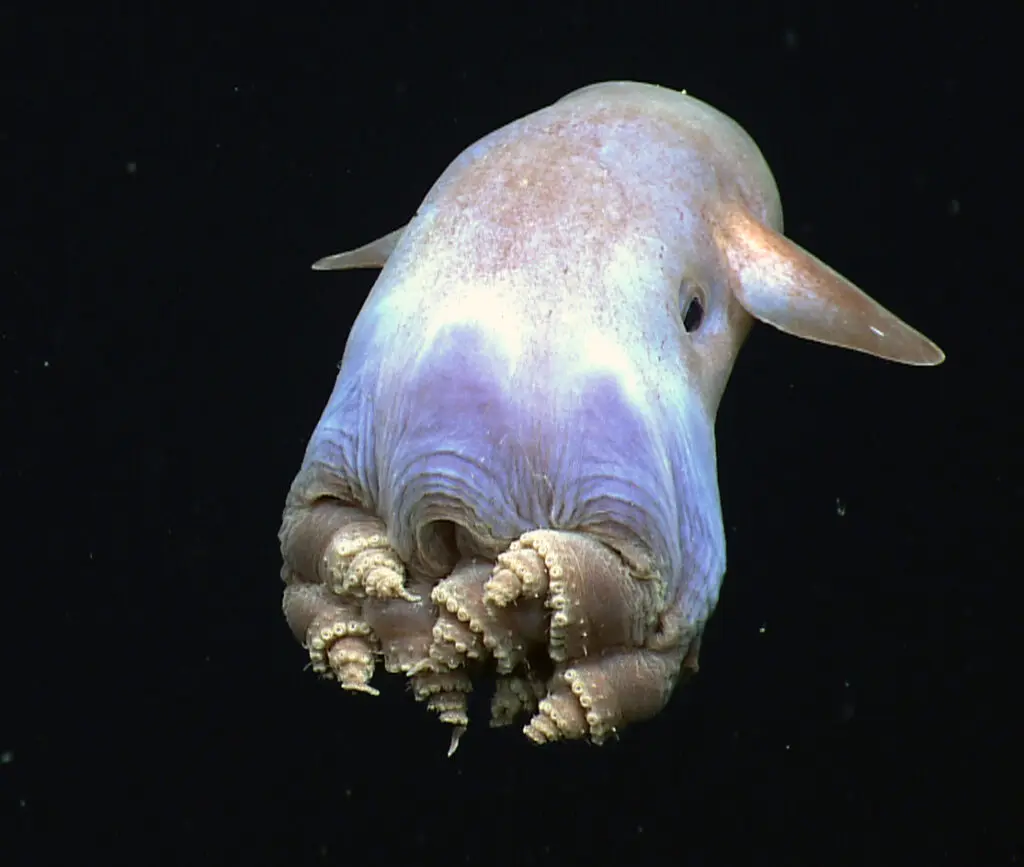 Chobotnice Dumbo