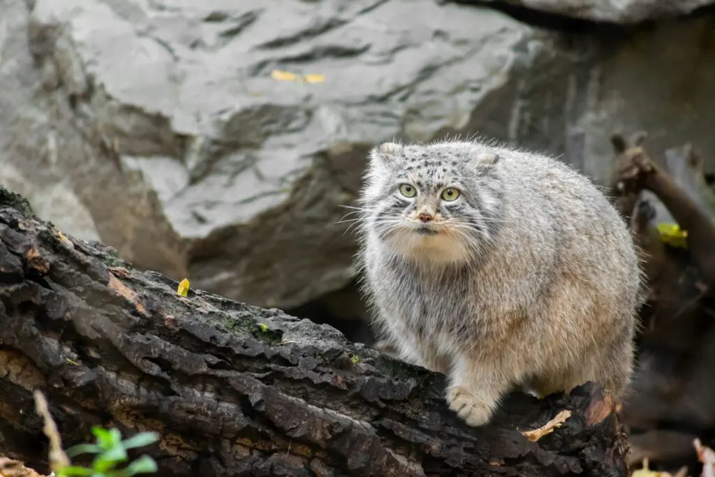 manul na skále