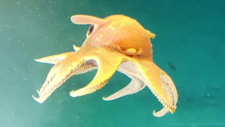 chobotnice Dumbo