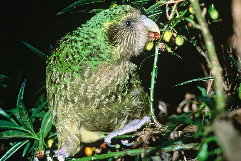 Kakapo soví na ostrově Maud