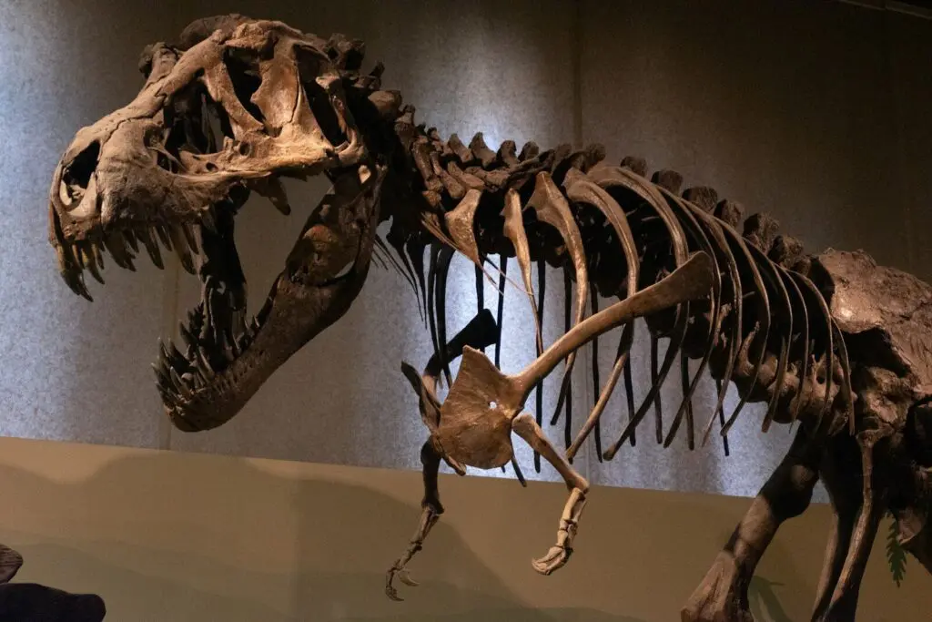 kostra tyranosaura v muzeu
