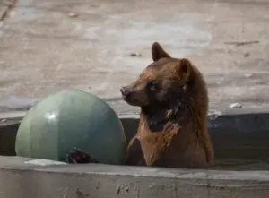 Koupili si dům v Los Angeles. Do bazénu jim chodí medvědi