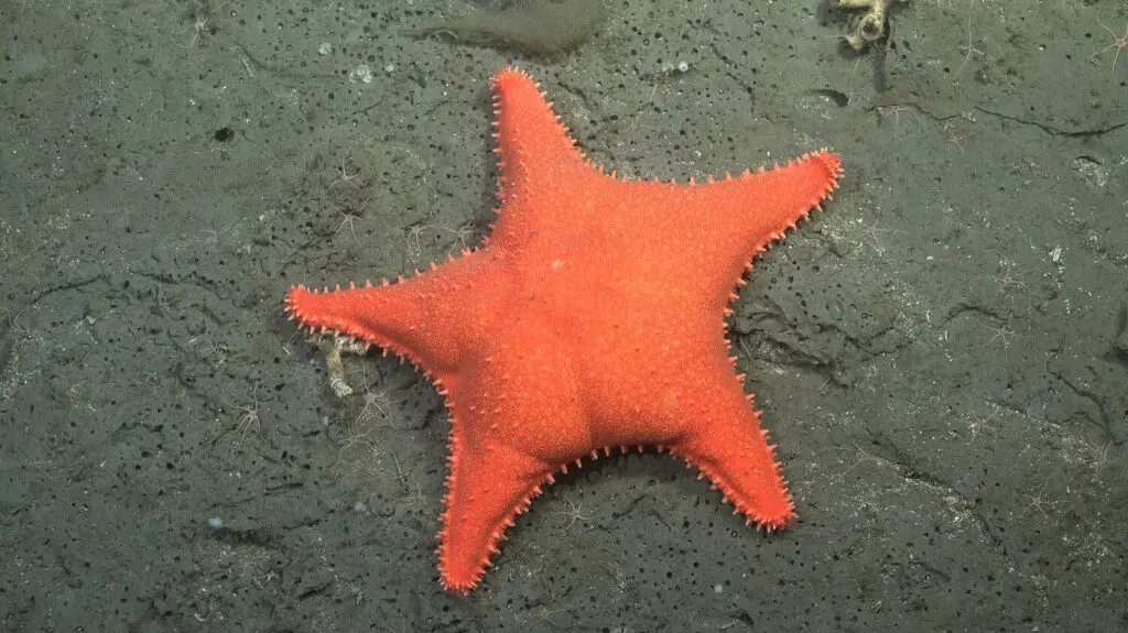Oranžová hvězdice, která svým vzhledem připomíná Patrika Hvězdici ze SpongeBoba. Nejde o nový druh.