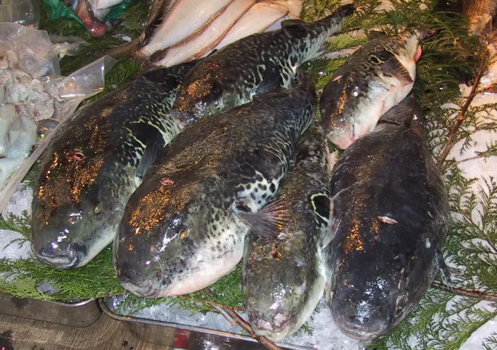 Ryby fugu na trhu určeném specializovaným kuchařům v Tokiu 