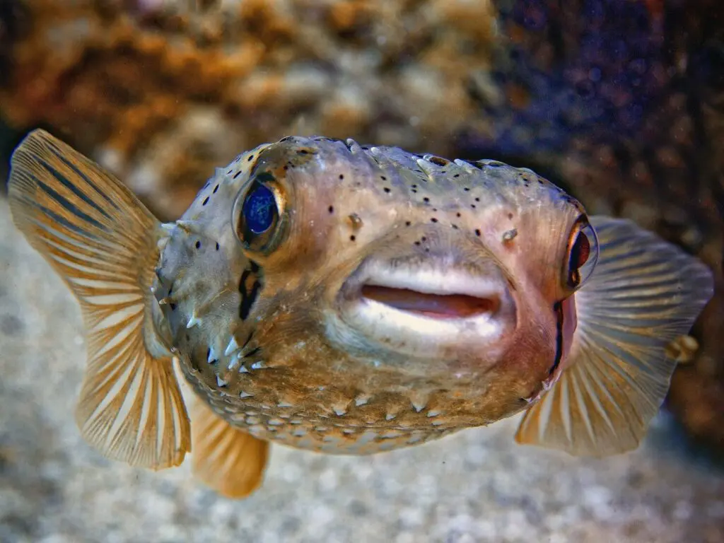 Ryba fugu