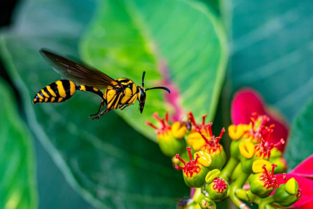 Close-up of a wasp hovering near colorful flowers with lush green leaves.