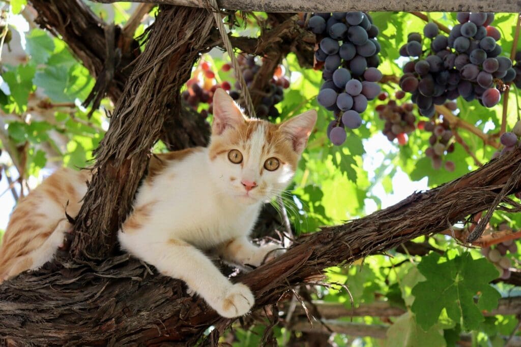 a cat sitting on a branch of a tree