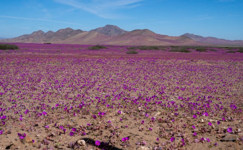 Rozkvetlá poušť Atacama