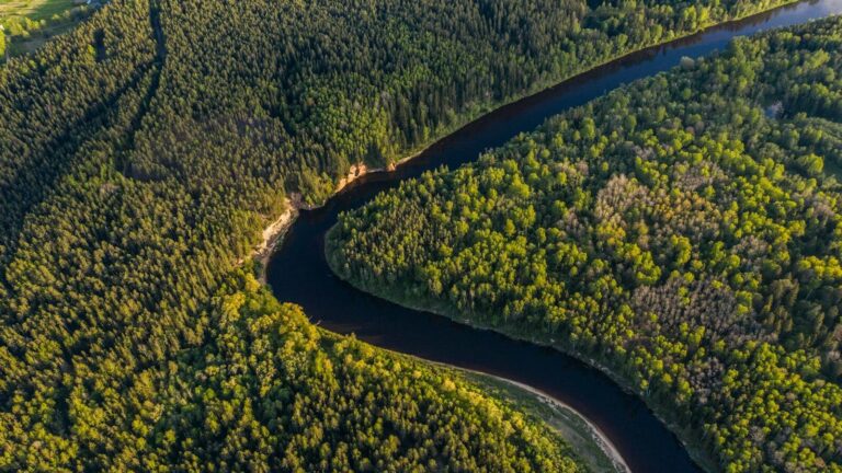 aerial view of green trees and road