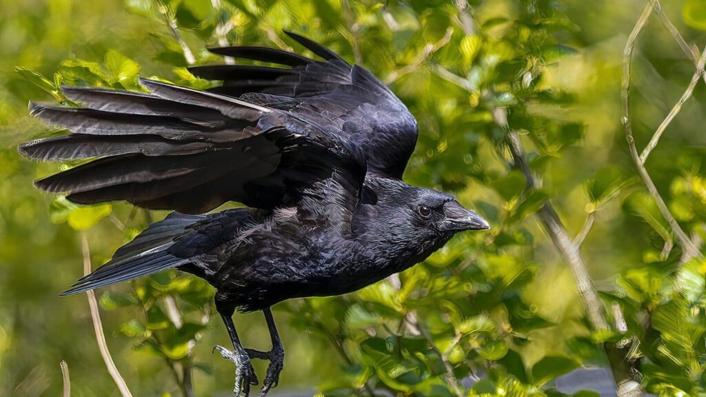 a black bird standing on a branch