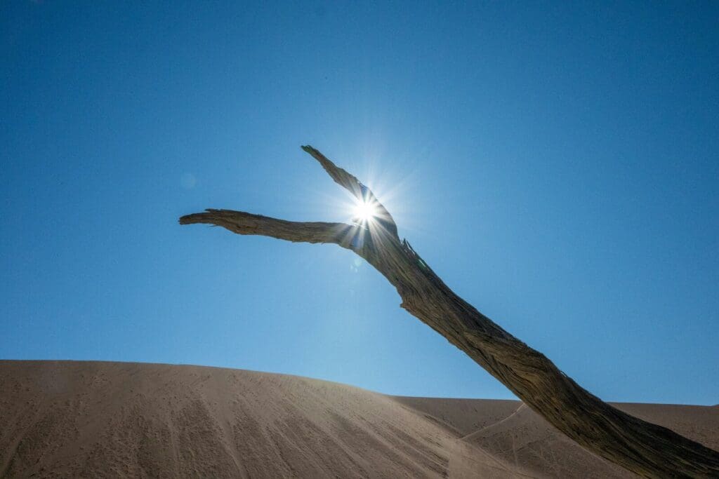 Sun shines through a dead tree branch in desert