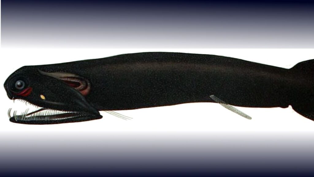 Malacosteus niger