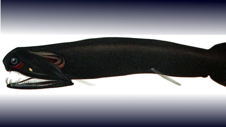 Malacosteus niger