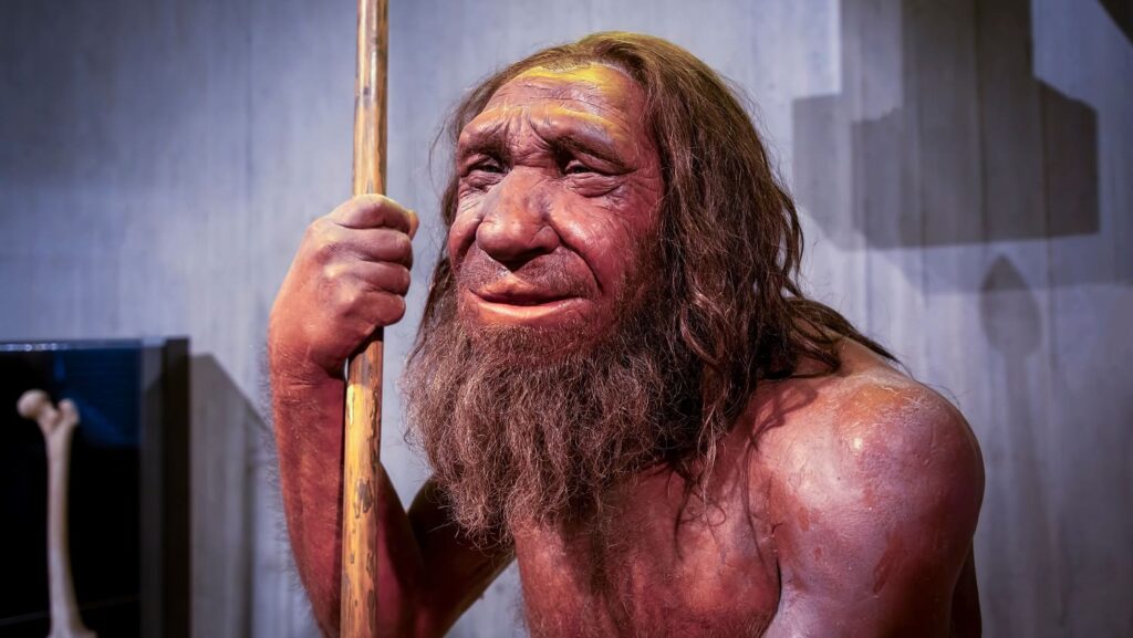 Rekostrukce neandertálce v muzeu