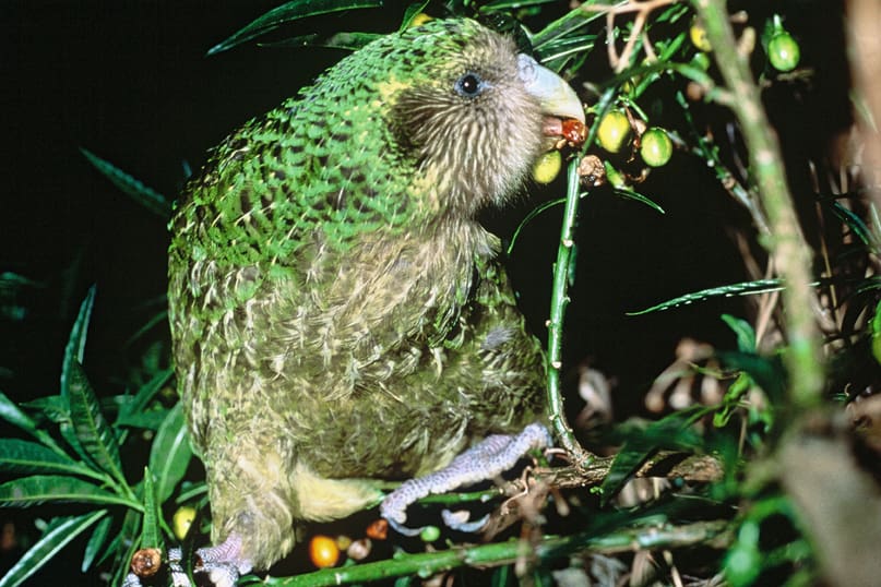 Kakapo soví na ostrově Maud