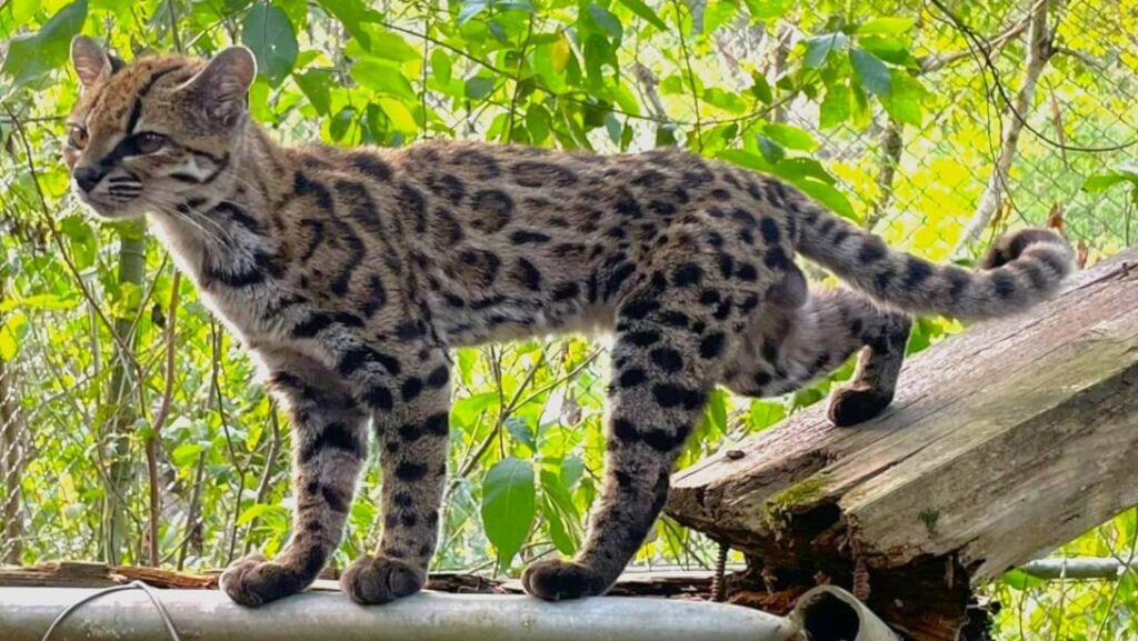 Leopardus tilcayo