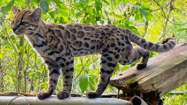 Leopardus tilcayo